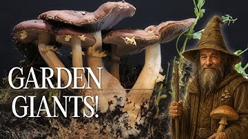 I grew Garden GIANTS... in an Aquarium