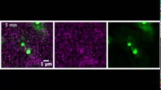 Control of the spindle checkpoint by lateral kinetochore attachment and limited Mad1 recruitment