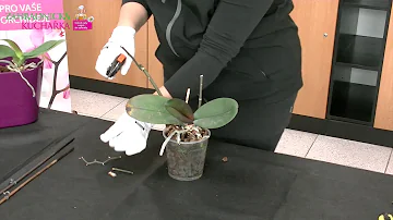 Jak odstranění orchidejí ve vodě?