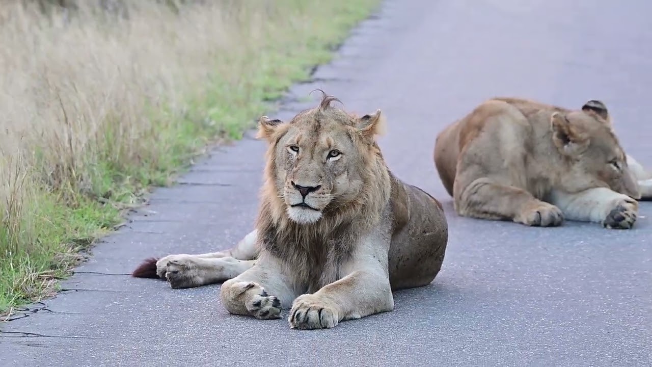 Two young lions close to Nsemani Dam near Satara, one with a wound on the eye. Kruger National Park