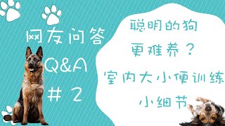 为什么聪明的狗狗难养室内大小便训练小细节网友问答#2第二期