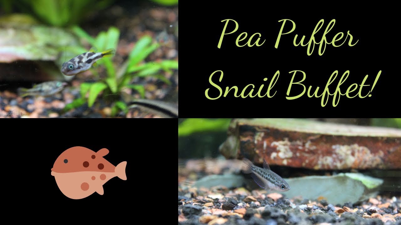 video phone beyonce mp3 Pea Puffer Snail Buffet!