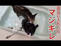 保護猫です、決してAIではございません!風呂に自ら飛び込んで、出そうとすると怒る猫が年末も異常すぎる
