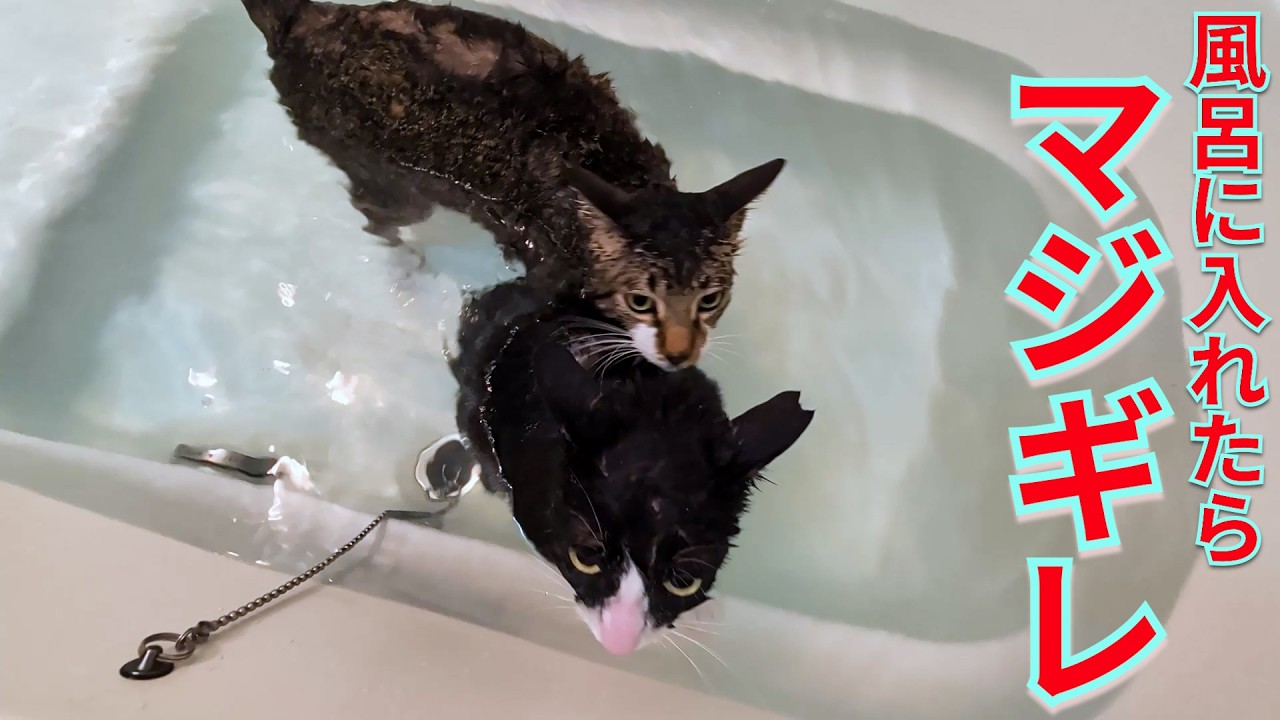 保護猫です、決してAIではございません！風呂に自ら飛び込んで、出そうとすると怒る猫が年末も異常すぎる