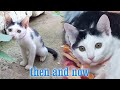 A poor cat becomes a happy cat , cute cat ( Vietnam cat )