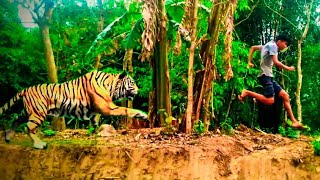 Tiger attack in real life 🔥 /green screen effect 😍