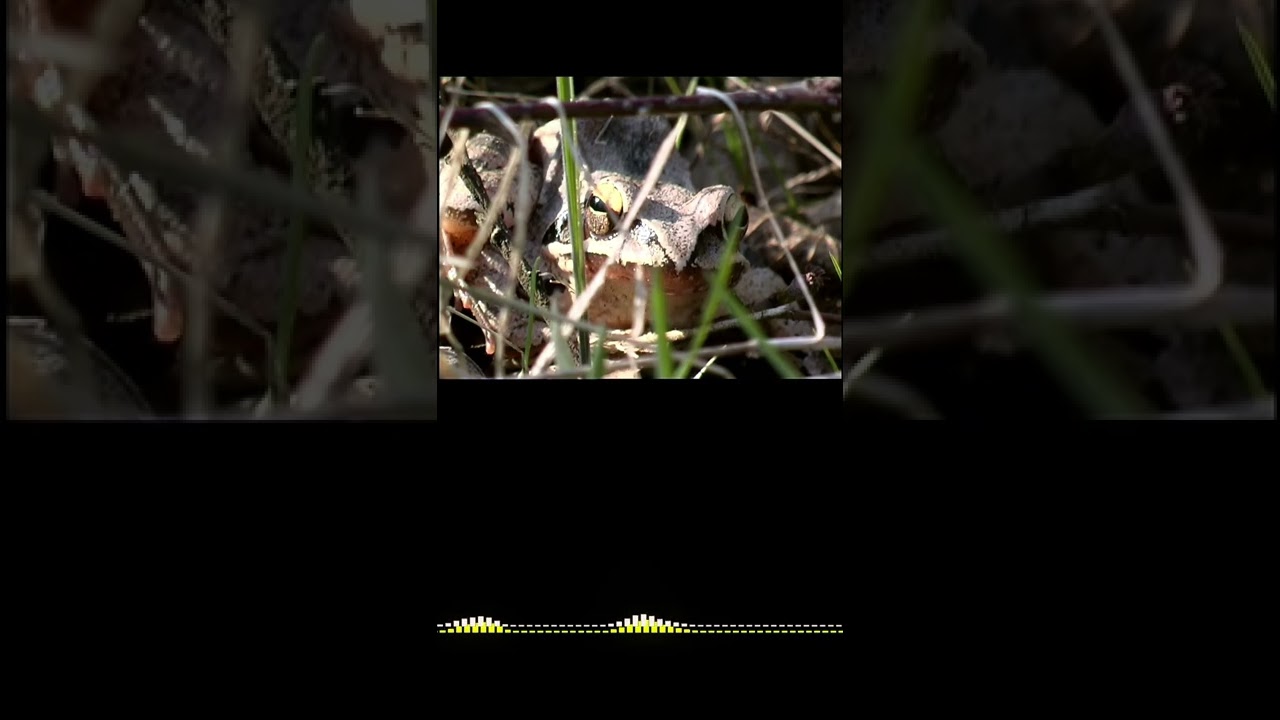 Sprigfrosch  -  grenouille agile  -  Rana agile  -  Rana dalmatina