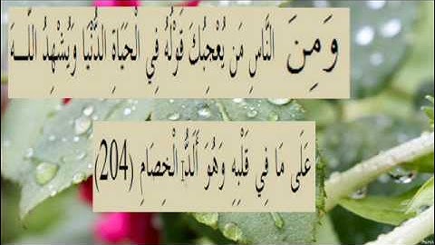 القران الكريم سورة البقرة الاية 204