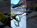 Innovative Salmon Selection System : Precision Fish Sorting Flow