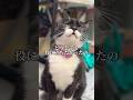 猫が懸命に頑張ってくれたけど…#shorts
