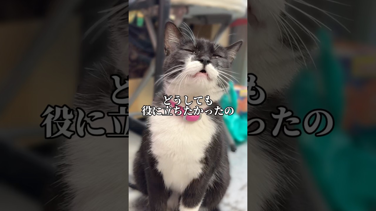 The cat tried its best, but #shorts - YouTube