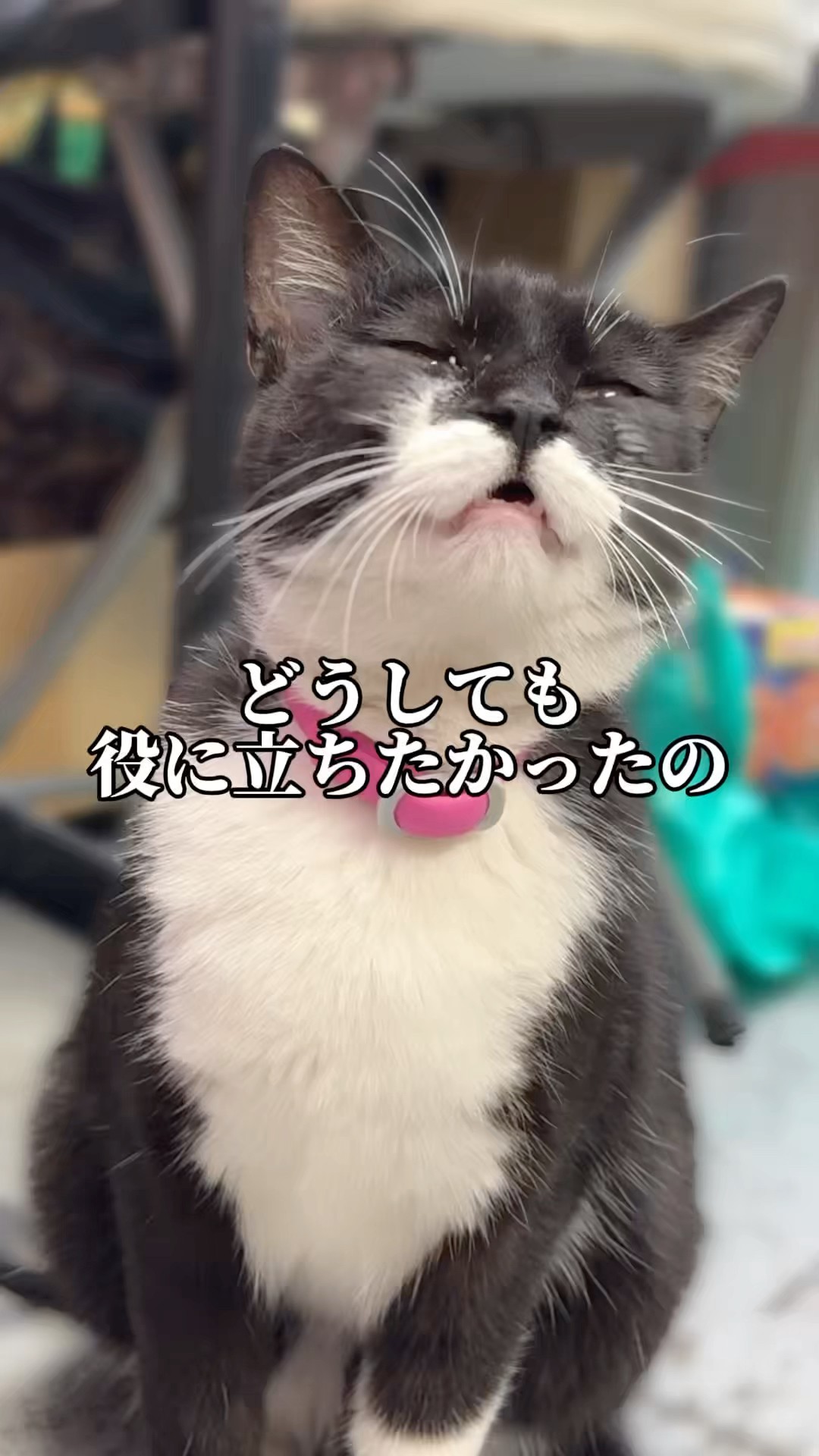 The cat tried its best, but #shorts - YouTube
