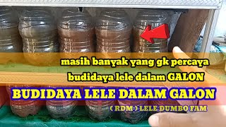 Langkah awal budidaya ikan lele dalam galon