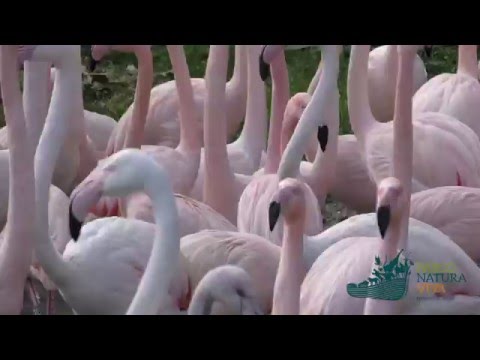natura plaza cali Inanellamento e conta annuale dei Fenicotteri rosa!