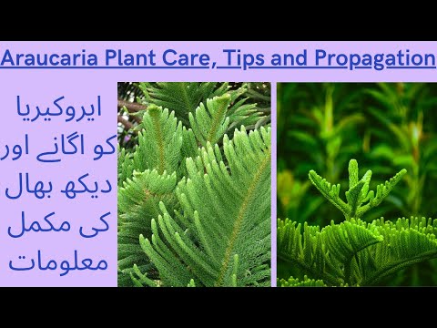 Christmas Tree Care and Propagation | How to Grow Araucaria | Araucaria Plant Kaise Grow Karen |