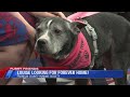 Furry Friends: Meet Louise!