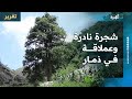 شجرة نادرة وعملاقة في ذمار تنتج أغلى أنواع القطن 