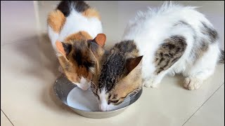 Cute Cats Drinking Milk | Angle Leo