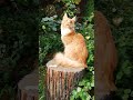 Морис красный кот мейн-кун