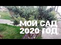 Мой сад 2020 год.