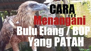 Cara Menangani Bulu Elang / BOP Yang Patah