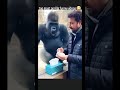 Gorilla funny videos😂#shorts #shortsfeed #viral #explore #explorepage