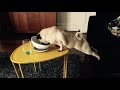 These Pug Dogs Video Will Put You 100% in Happy Mood - Funny and Cute Pug Puppy