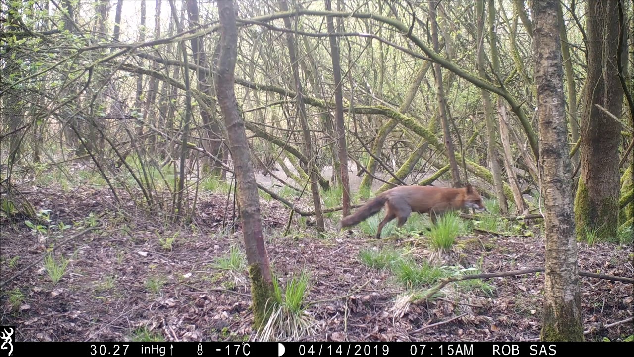 Budels natuurschoon: Drachtige vos