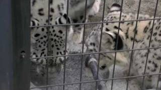 水を飲むユキヒョウ