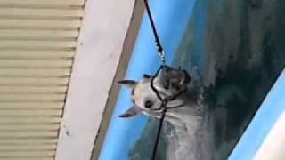 Neptune The Horse Swimming Having Hydrotherapy - Christine Rowntree
