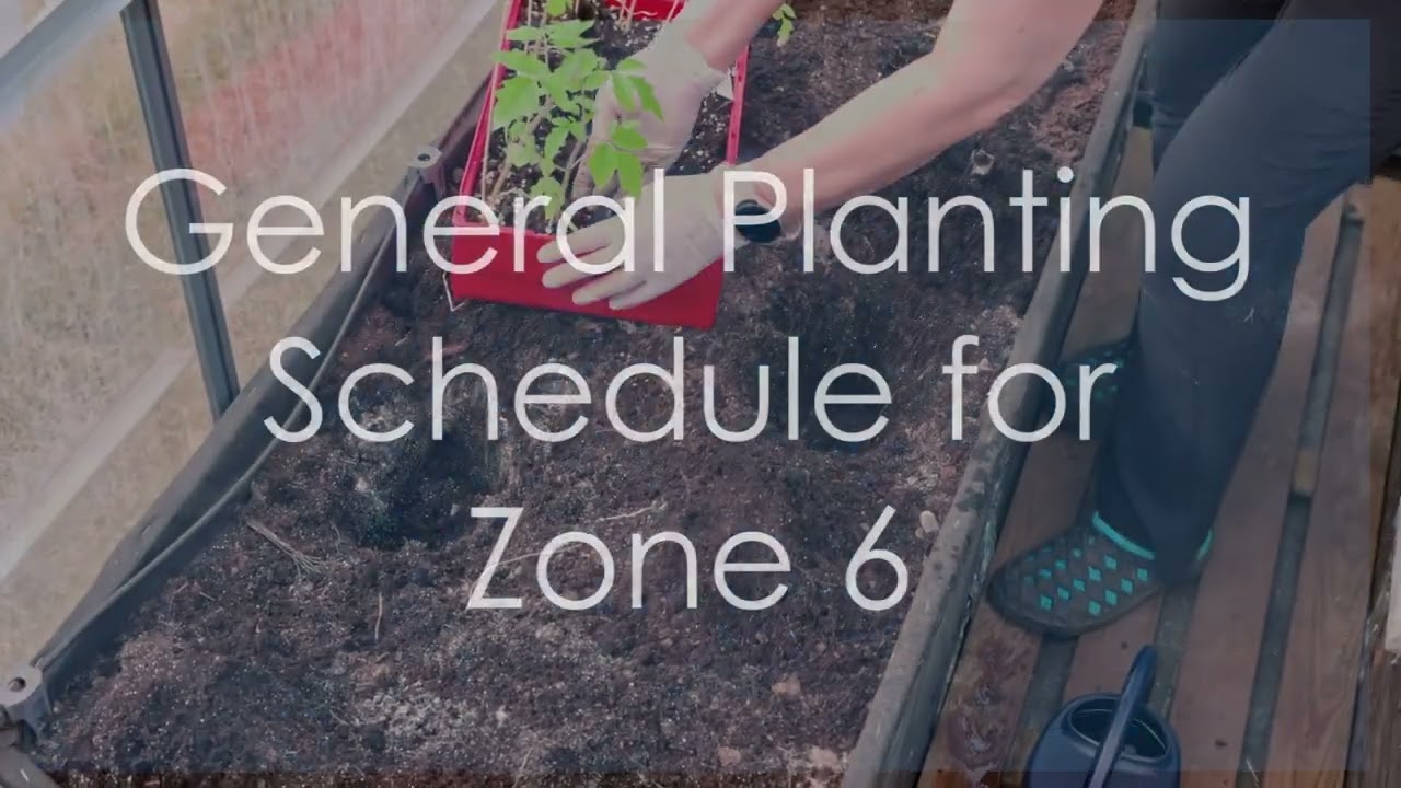 Green Thumb Magic  Mastering Zone 6 Gardening