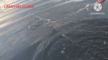 Đi giăng lưới cá rô phi 