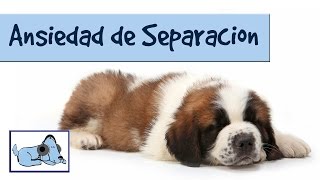 Musica para dormir y relajar a tu Labrador, Relaja a tu perro