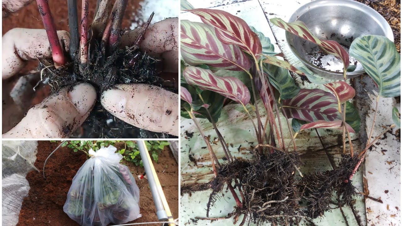 calathea schattenpflanze Tipps zur Pflege deiner Pflanze : Calathea lancifolia – PflanzenFuerAlle main image 1