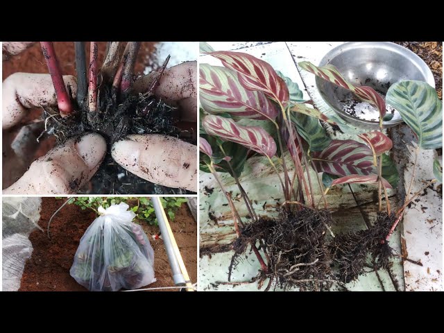 Propagating Calathea - YouTube
