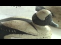 Duck Decoy Show Duck Decoy Show