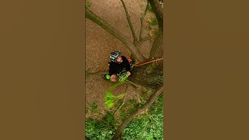 Change over demos: Full guide on your NPTC Tree Climbing and Aerial Rescue Assessment #arborist