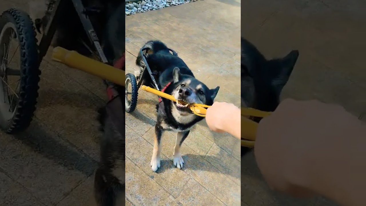 Таюшины зубья🐺😁🥰