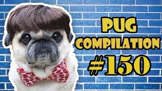 Funny Dogs but only Pug Videos | Pug Compilation 150 - InstaPug by pugscompilation1 2,876 views 5 years ago 23 minutes