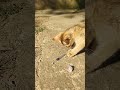 cute&amp;funny cat playing mood