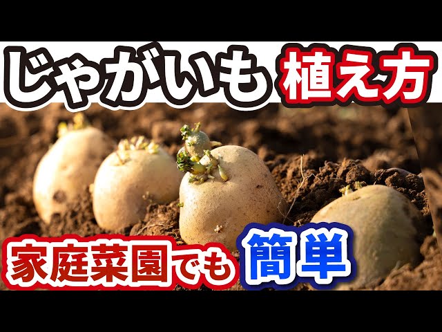インカ、6キロ、種芋 ジャガイモ　春植え　家庭菜園などに 令和8年入荷予定なし】野菜・種/苗［春植えジャガイモ種芋］インカの