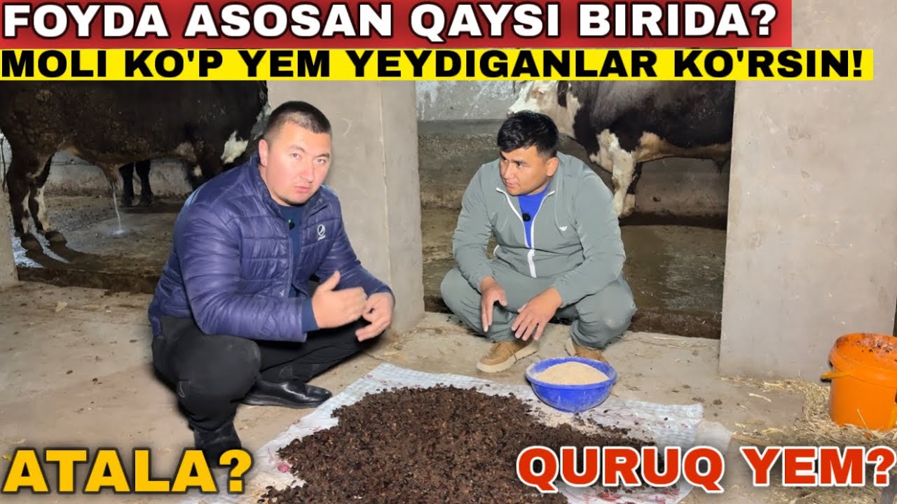 Молдан Фойда Килмаганлар Курсин!Атала Йоки Курук Ем Кайси Биридан Фойда Зур Булади! #2025 #молбокиш 
