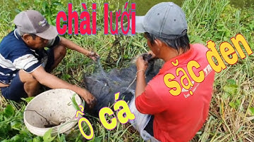 Chuyến hành trình đi chài lưới bắt cá, và trúng ổ cá sặc đen trên cánh đồng 