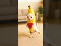 バナナ子猫ダンス #バナナ猫 #猫ダンス #バナナ #catdance #banana