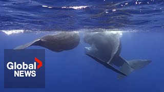 A Whale Of A Tale: How Scientists Are Decoding The Language Of Sperm Whales