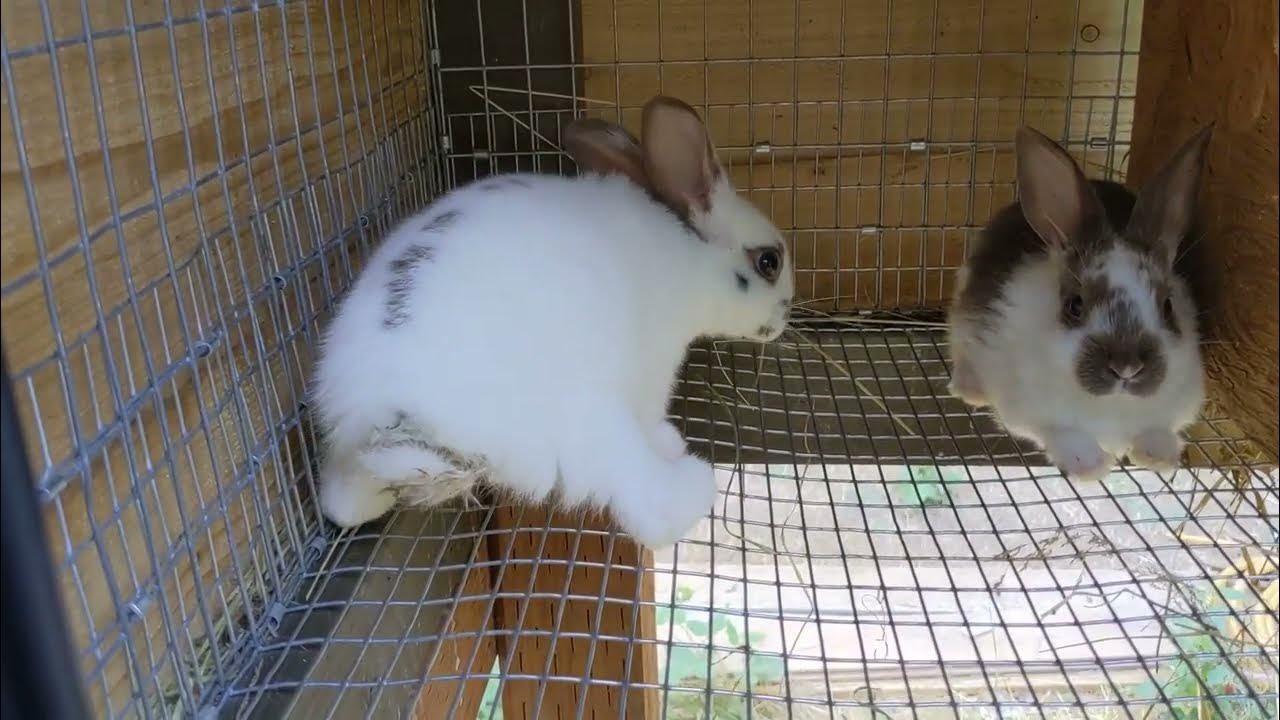 Rabbit has diarrhea YouTube