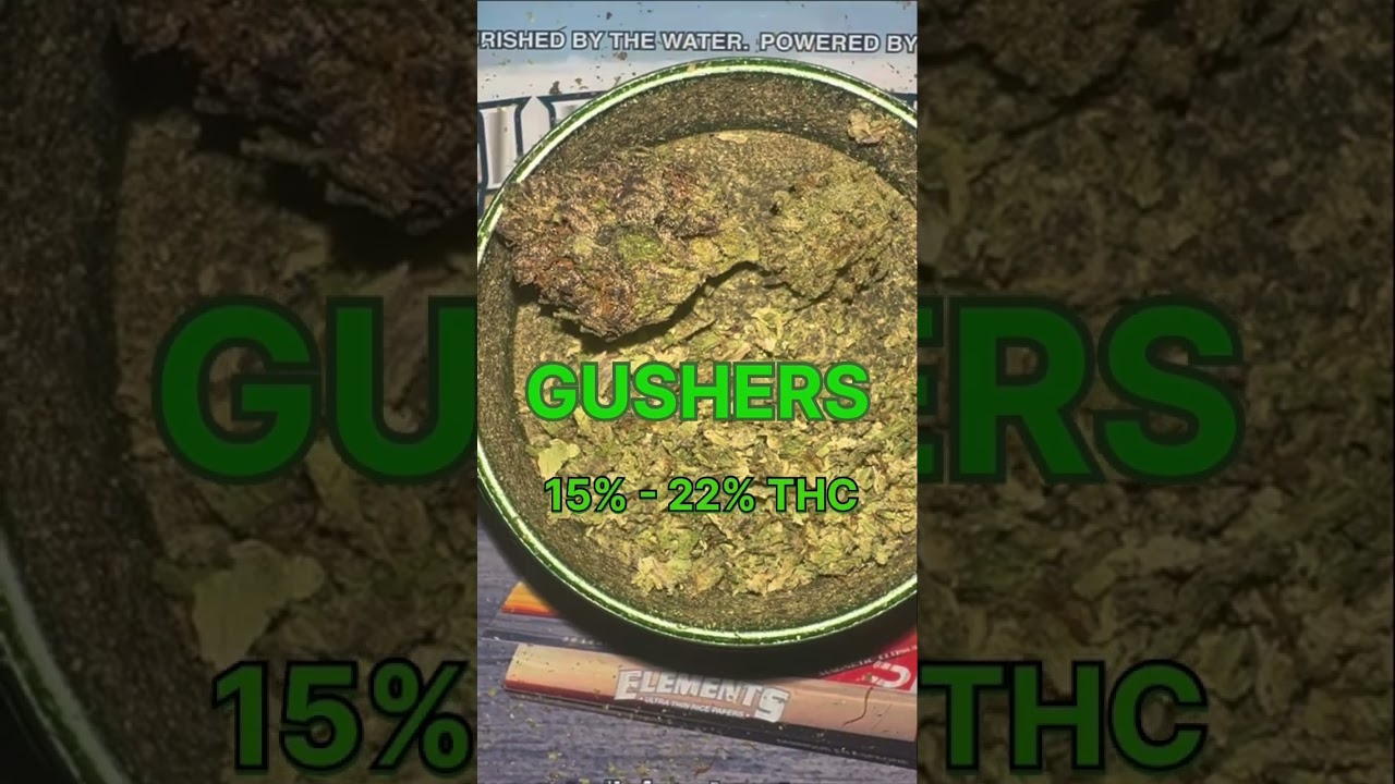 Gushers cannabis strain. 
