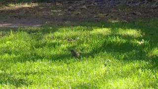Bird Id Help - Los Angeles Area Today 1110