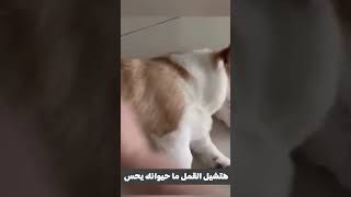 مشط الحيوانات لإزالة القمل