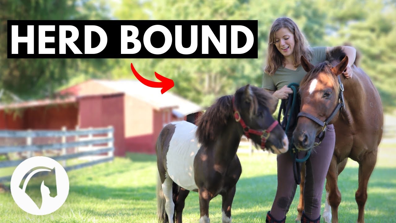 Herd Bound Horse/Separation Anxiety Solutions That Work YouTube
